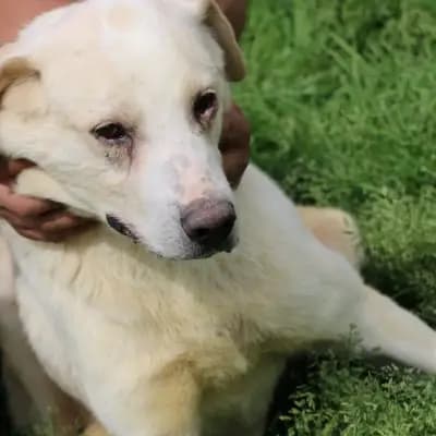 Stevie – Golden Retriever, Hessen, Im Tierheim Das kleine Tierheim angeschlossen an Pferd und Hund e.V.
