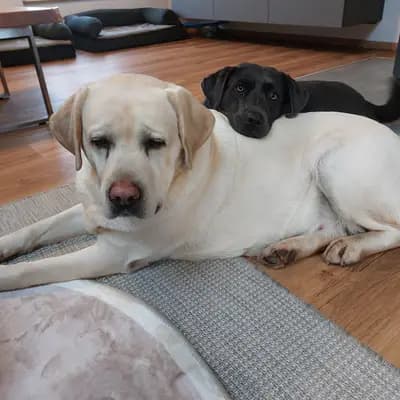 Labradorzucht von der Innriverranch