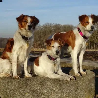 von der Au cover