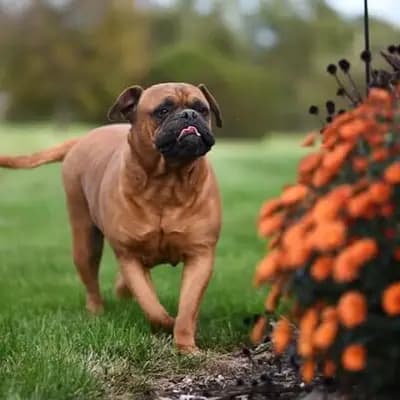 Bullmastiff – Hunderasse