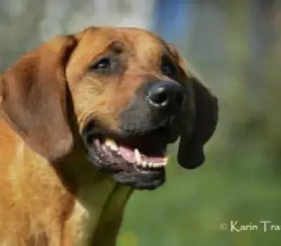 Elvis – Rhodesian Ridgeback, Deutschland, Im Tierheim Tiere in Not Odenwald e.V.
