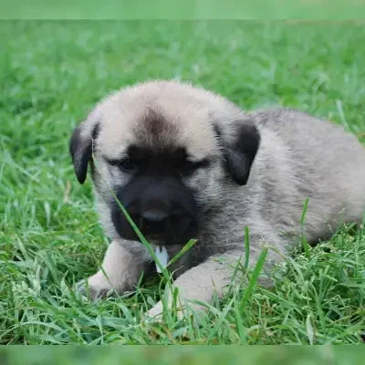 Sicimogullari Kangal cover