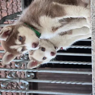 Vanda – Pomsky Welpe, Bayern, Grootgebracht door Mystic Falls Pomsky Minihuskys