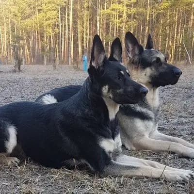 Osteuropäischer Schäferhund – Hunderasse