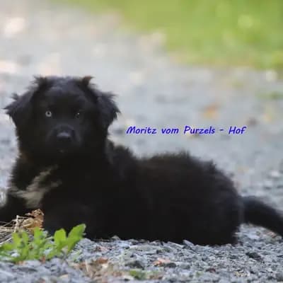 Moritz – Australian Shepherd Welpe, Rheinland-Pfalz, تمت تربيته بواسطة Australian Shepherds vom Purzels-Hof