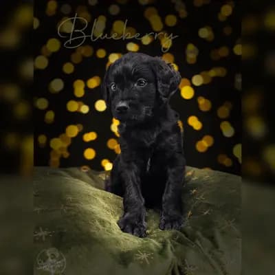 Blueberry – Labradoodle (Labrador x Pudel) Welpe, Niedersachsen, Aufgezogen von ChocoDoodle