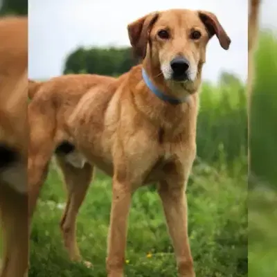 Bongo