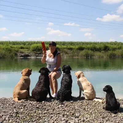 Labrador Retriever of Avon´s spirit cover