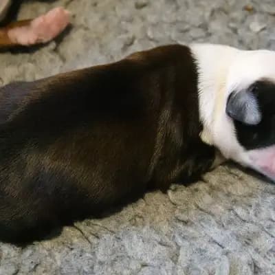 Karl – Tibet Terrier Welpe, Niedersachsen, Yetiştirildi von Rmi.lam Khyi