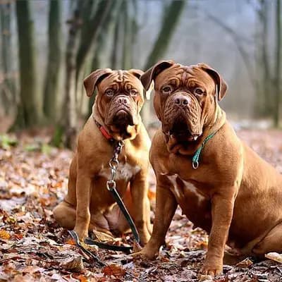Bordeauxdogge – Hunderasse