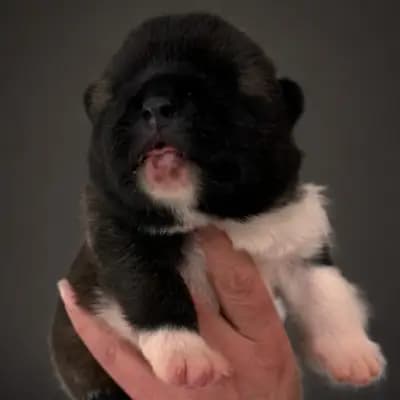 Bonnie – Amerikanischer Akita Welpe, Baden-Württemberg, Opdrættet af On the highest