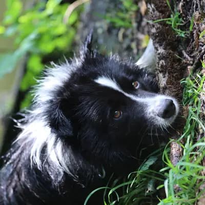 Border Collies of Little Swan Flow