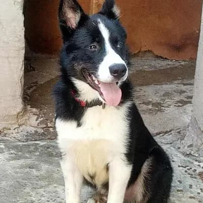 LOKI – Alaskan Malamute, Baden-Württemberg, At shelter Animal Souls e.V.