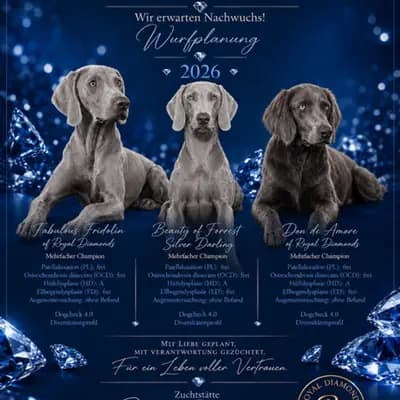 Quasar Silver Arrow – Weimaraner Welpe, Nordrhein-Westfalen, Yetiştirildi Weimaraner of royal Diamonds