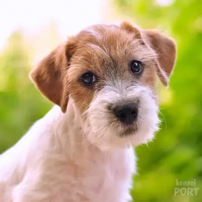 Jack Russell Terrier Vom Fahrenhorst