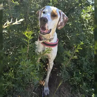 Rico