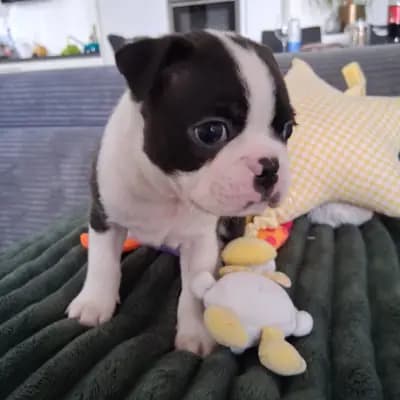 Archy – Boston Terrier Welpe, Nordrhein-Westfalen, Raised by Von den Manchester Hexen