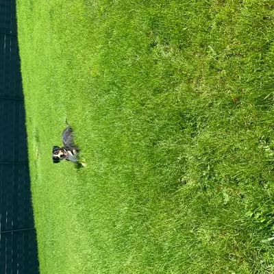 Dieters Hundezucht
