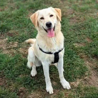 Fudge – Golden Retriever, Bayern, Im Tierheim Ein Herz für Streuner
