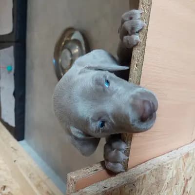 ! VERKAUFT! MEEKO (kleiner Wolf) – Weimaraner (kurzhaar) Welpe, Niederösterreich, Yetiştirildi Weimaraner aus der Holzgasse