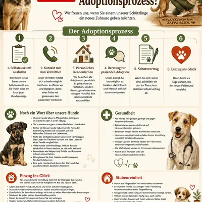 Dodo – Mischling (Schäferhund-Mudi?), Nordrhein-Westfalen, At shelter Fellfreunde e.V.