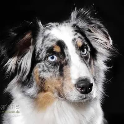 Aussies von der Börn