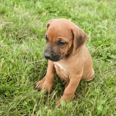 Helga – Rhodesian Ridgeback Welpe, Thüringen, Raised by Kennel: RRR of Mombasa1 Reinrassige-Rhodesian-Ridgeback.Farm