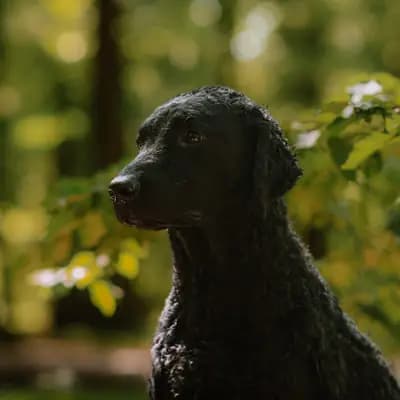 A-Wurf – Curly Coated Retriever Wurf, Nordrhein-Westfalen, Aufgezogen von Dragon Curls