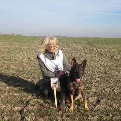 Deutsche Schäferhund Zucht vom Steinernen Rabe