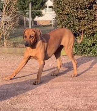 Kennel vom Werratal