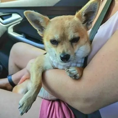 Xani – Chihuahua-Mix, Nordrhein-Westfalen, På internat Fellfreunde e.V.