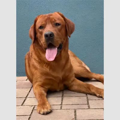 Pablito