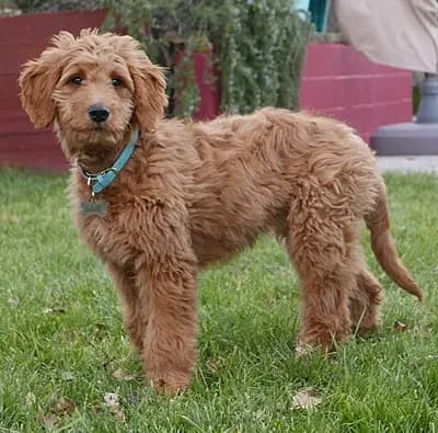 Goldendoodle – Hunderasse