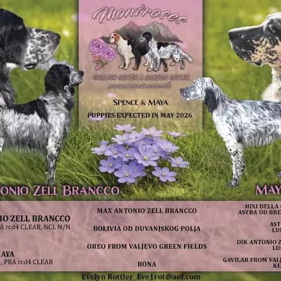 Zauberhafte English Setter Welpen werden voller Freude erwartet – Gordon Setter Welpe, Sachsen, Opdrættet af Gordon Setter und englische Setter aus Sachsen