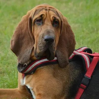 Bloodhound – Hunderasse