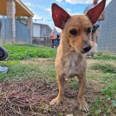 Melanio – Chihuahua, Nordrhein-Westfalen, Im Tierheim Streunerherzen e.V.