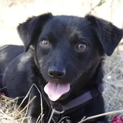 Nisha – Chihuahua, Bayern, Im Tierheim Hope for lost Souls e.V.