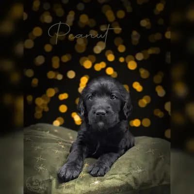 Peanut – Labradoodle (Labrador x Pudel) Welpe, Niedersachsen, Aufgezogen von ChocoDoodle
