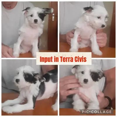 Input – Chinese Crested Dog Welpe, Bayern, Criado por Terra Civis - Ich bin nichts für schwache Nerven