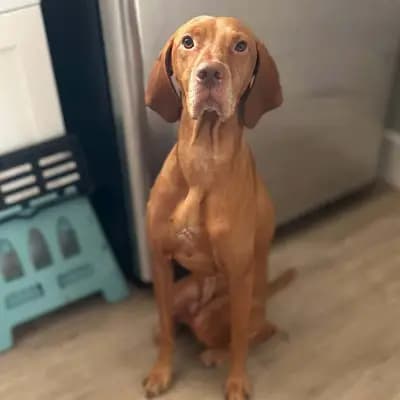 Ace – Magyar Vizsla, Brandenburg, Im Tierheim Lichtblick für Pfoten in Not e.V
