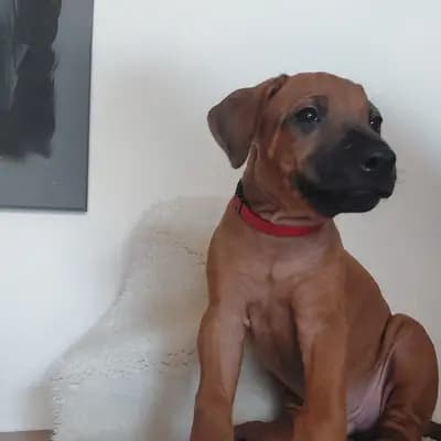 Herr Rot – Rhodesian Ridgeback Welpe, Nordrhein-Westfalen, Raised by Matembezi kwa Ekundo Afrika