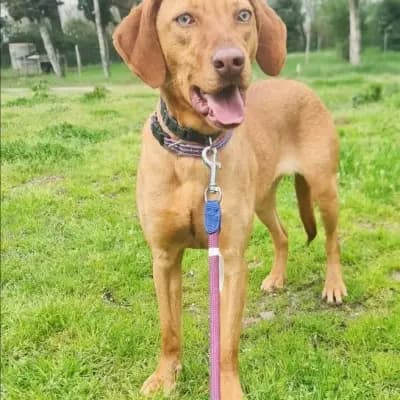 Missy – Magyar Vizsla, Rheinland-Pfalz, Im Tierheim Tierschutzverein Fortuna Animali e.V.