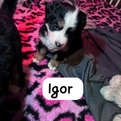 Foto af kuldet: Berner Sennenhund hvalp, Mecklenburg-Vorpommern, Opdrættet af Bernersennenhunde vom Schimmerhof