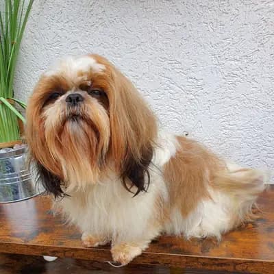 Reinrassige Shih Tzu Mädchen – Shih Tzu Welpe, Hessen, Raised by Shih Tzu made in Germany