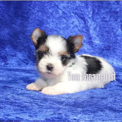 Reinrassige Biewer Yorkshire Terrier Rüde. – Yorkshire Terrier Welpe, Bayern, Opdrættet af Hundezucht vom Donaupalast