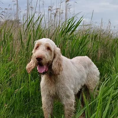 Spinone Italiano – Hunderasse
