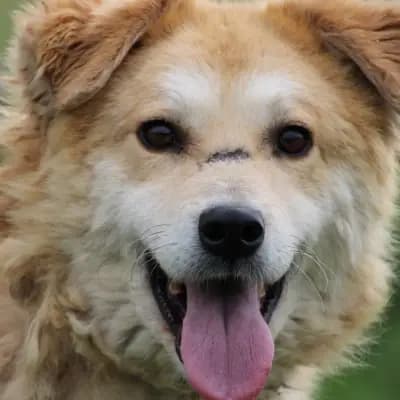 Bailey – Golden Retriever, Hessen, Im Tierheim Das kleine Tierheim angeschlossen an Pferd und Hund e.V.