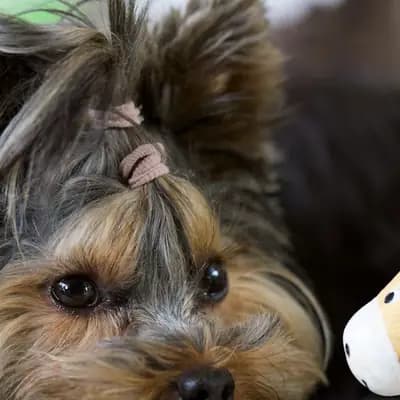 Hund Zähne putzen: Anleitung für stressfreie Zahnpflege