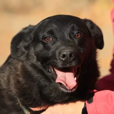 Bobby – Labrador Mischling, Nordrhein-Westfalen, In canile Fellfreunde e.V.