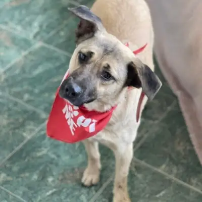 Lena – Mischling, At shelter Animal Souls e.V.